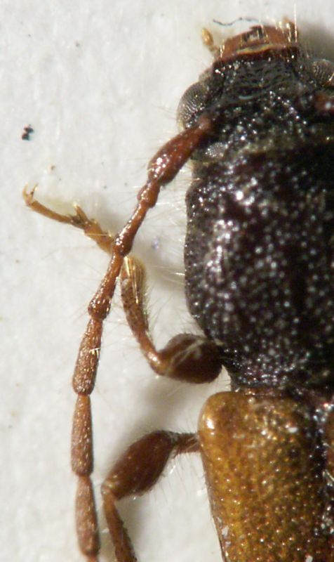 schmidti_female_Alma_Ata.jpg