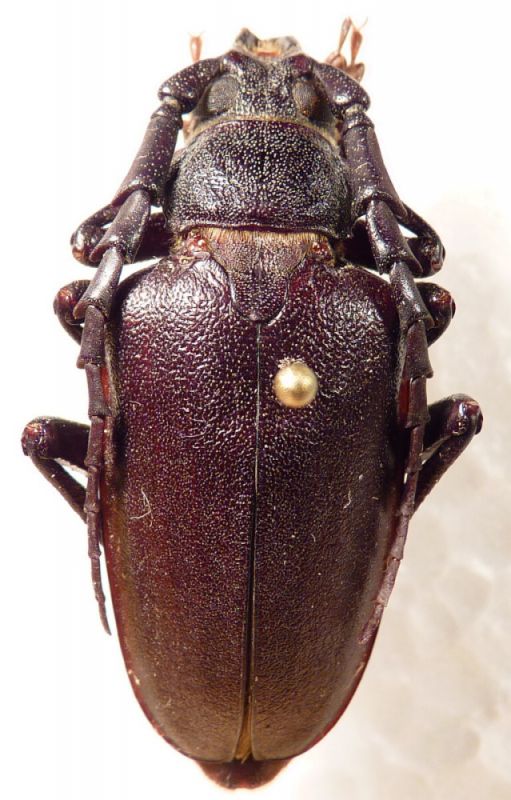 6. male P. besicanus.JPG