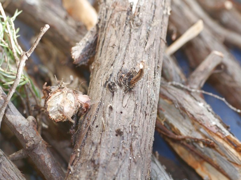 tn_ginepro infestato.JPG