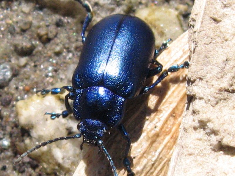 Z-0834 - G015.05 - Bagni e sentiero per Rifugio Ommio - 05 APR 2007 131.jpg