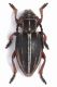 Dorcadion etruscum female lg.16 mm.- Grecia - Katara Pass - 23-V-2010.jpg