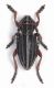 Dorcadion etruscum male lg. 14 mm.- Grecia - Katara Pass - 23-V-2010.jpg