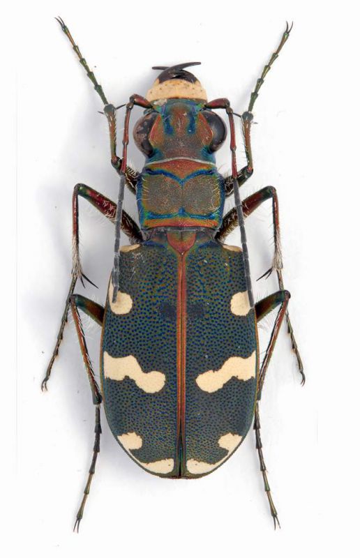 Cicindela hybrida ssp.female lg. 14 mm. - Grecia - Konitsa - Oos River - 29-V-2010.jpg