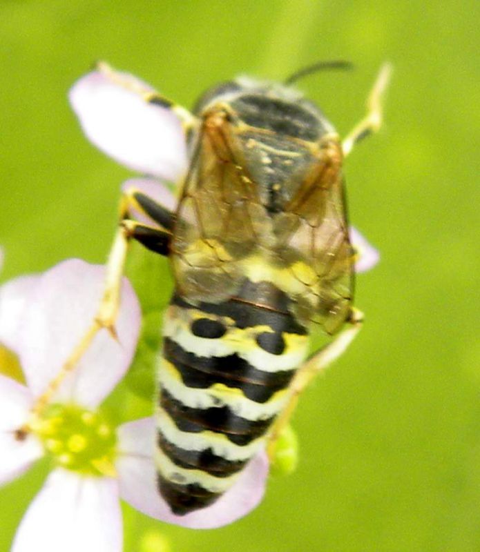 Alberoni 14 agosto 2010 023.jpg