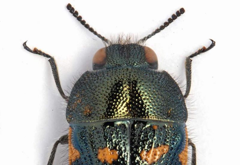 Acmaoedera sp.1 pronoto - lg. 10 mm. - USA New Mexico - Eddy County - NE Whites City - 02-X-2008.JPG