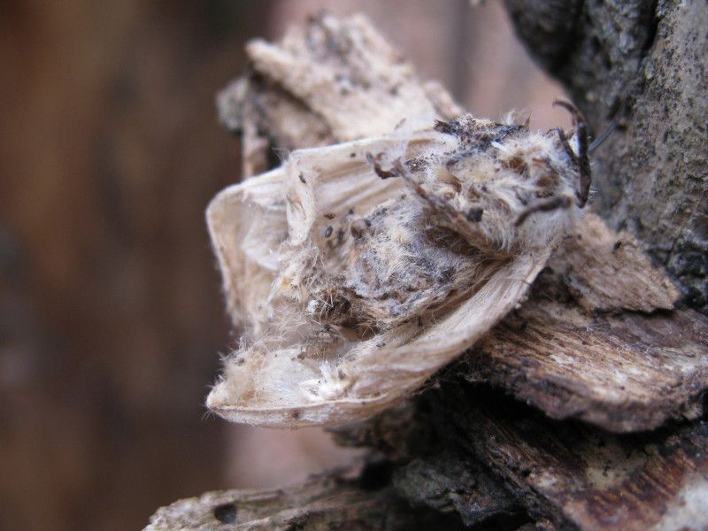 F044.35 - Sogno (basso) - 03 MAR 2011 002.jpg