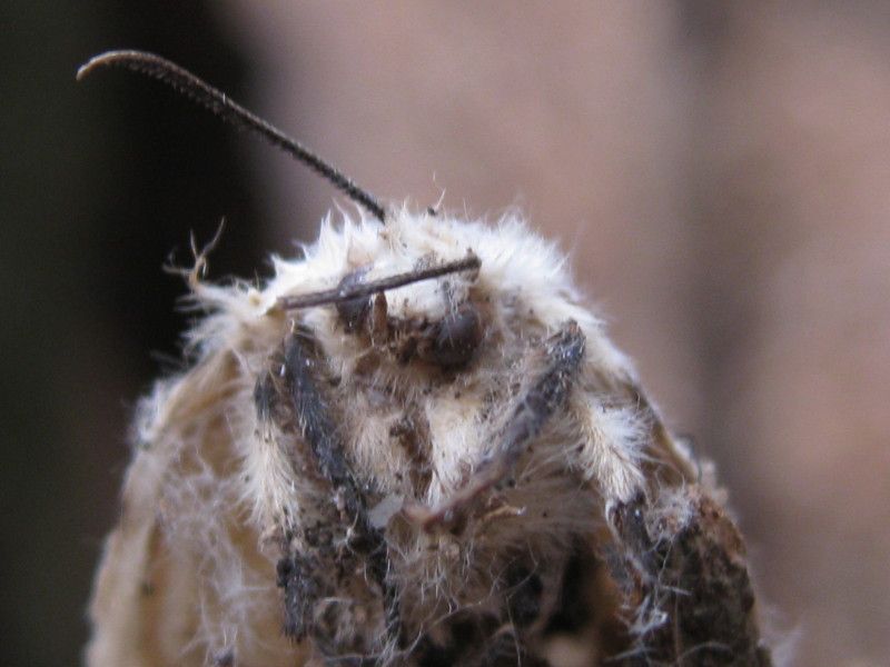 F044.35 - Sogno (basso) - 03 MAR 2011 005.jpg