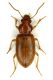 Bradycellus distinctus Lg.mm. 7.5 - Lido di Venezia - Loc. Alberoni - 10-II-2011.jpg