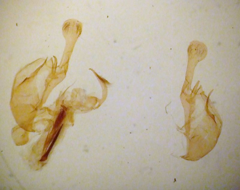 scirpi 003.jpg