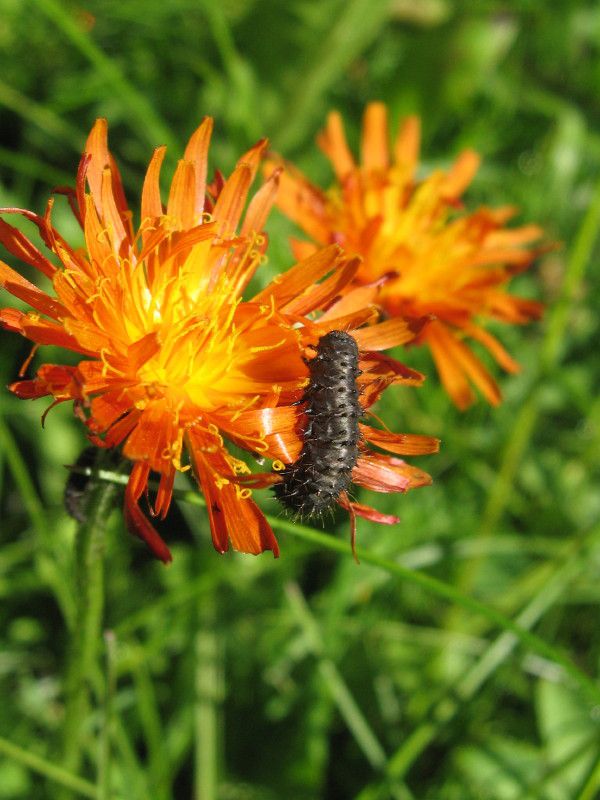 U-0242L1 - F031.90 - Caldenno, Palu, Zana - 10 GIU 2008 065.jpg