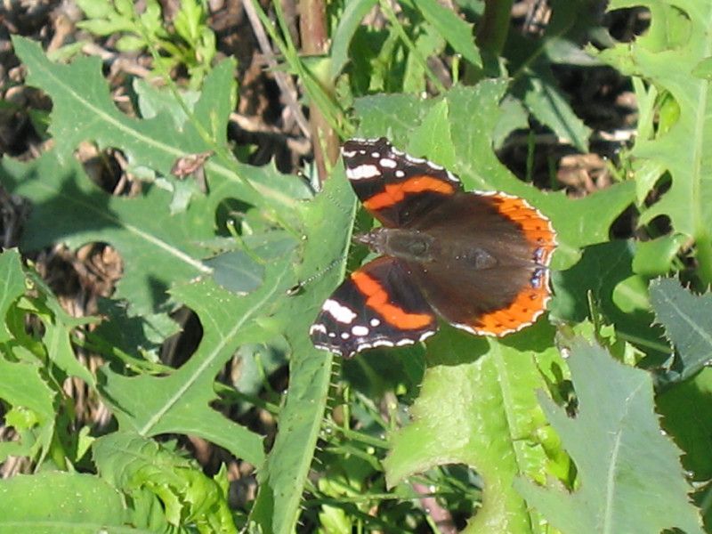 U-0244 - F020.45 - percorso per Sogno e ritorno - 3 GIU 2007 007.jpg