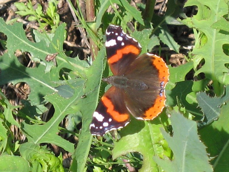 U-0244 - F020.45 - percorso per Sogno e ritorno - 3 GIU 2007 008.jpg