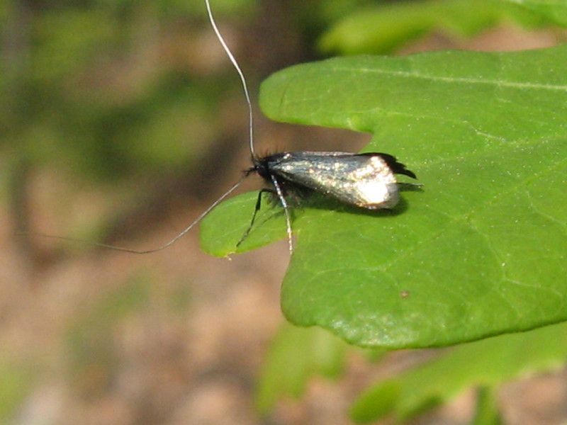 U-0310 - F030.75 - Di nuovo il Liscione - 09 MAG 2008 101.jpg