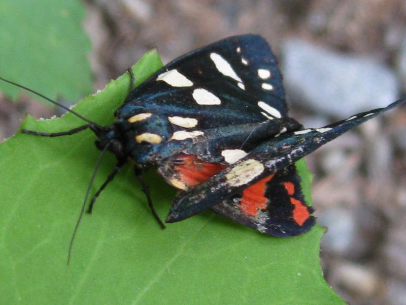 U-0910 - F037.40 - Ambria, valle delle Orobie - 12 LUG 2009 111.jpg