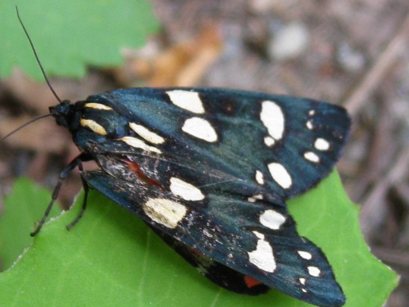 U-0910 - F037.40 - Ambria, valle delle Orobie - 12 LUG 2009 114.jpg