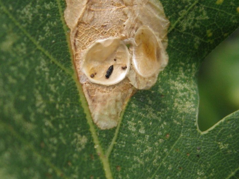 U-3023L1 - F041.40 - Vigne (muri) e Crap - 11 AGO 2010 330.jpg