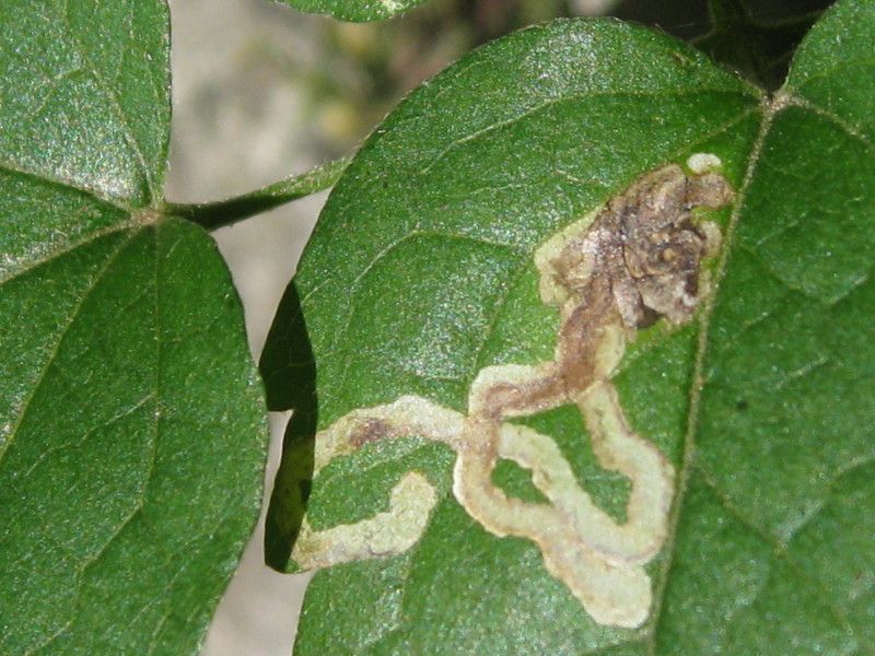 iU-3020L1 - F042.20 - Madonnina - 23 SET 2010 165.jpg