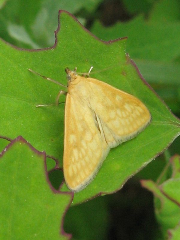 2 - U-0291 - F031.01 - Ritorno Berbenno - I Crap - 15 GIU 2008 108.jpg