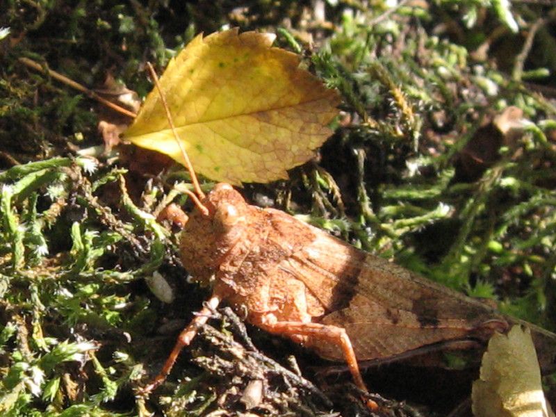 1 - H-0096 - F025.01 - Ritorno a Berbenno 06 LUG - 2007 067.jpg