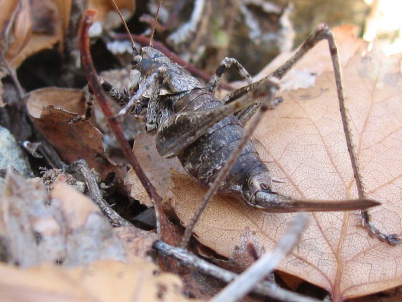4 - H-0061 - 012 - Colina di Postalesio 29 NOV 2006 036.jpg