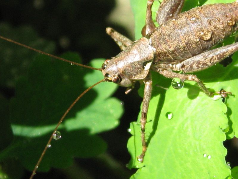 4 - H-0061 - F041.61 - Madonnina - 19 SET 2010 167.jpg