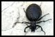 Meloe proscarabaeus.jpg