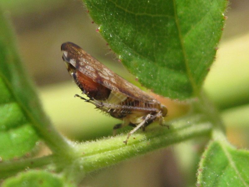 4 - Q-0191 - F040.65 - Crap - 27 LUG 2010 057.jpg