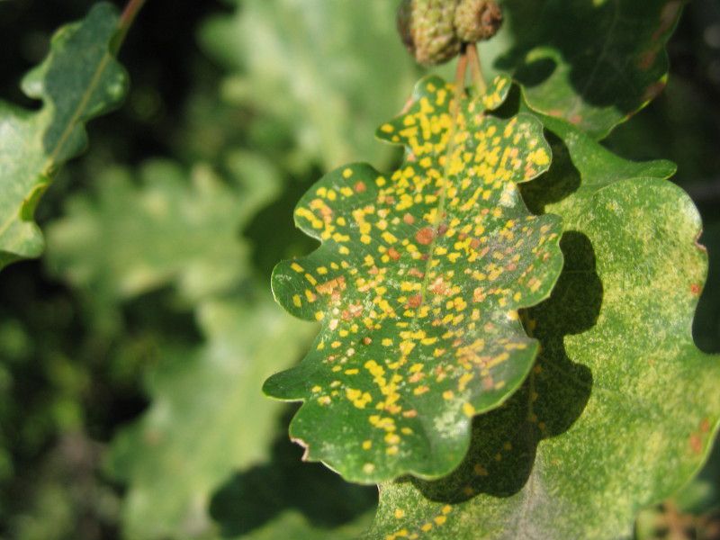 D - Q-1067L4 - F040.10 - Crap - 13 LUG 2010 149.jpg