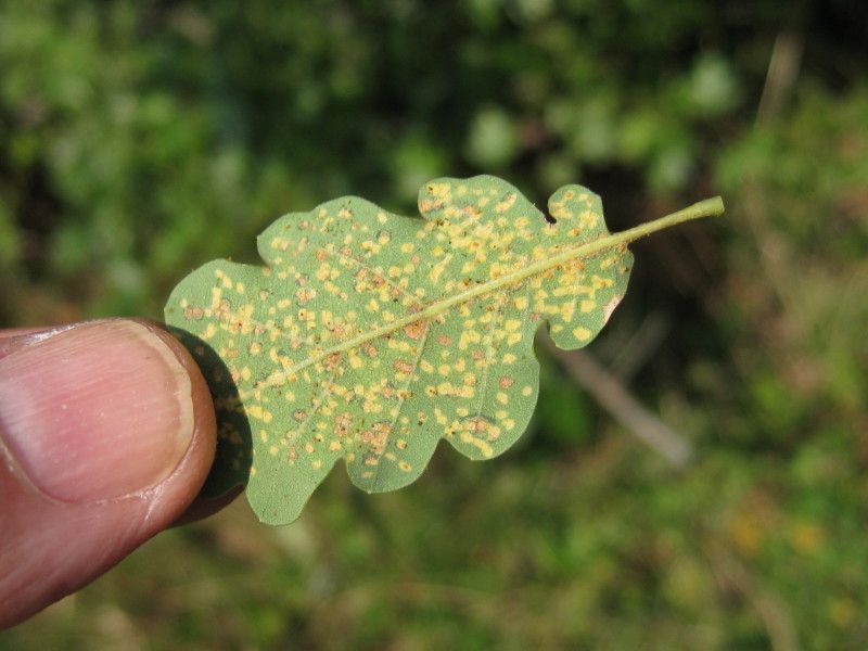 D - Q-1067L4 - F040.10 - Crap - 13 LUG 2010 151.jpg