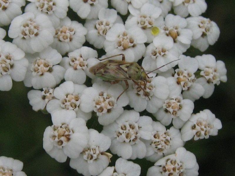 8 - Q-0157 - F031.01 - Ritorno Berbenno - I Crap - 15 GIU 2008 042.jpg