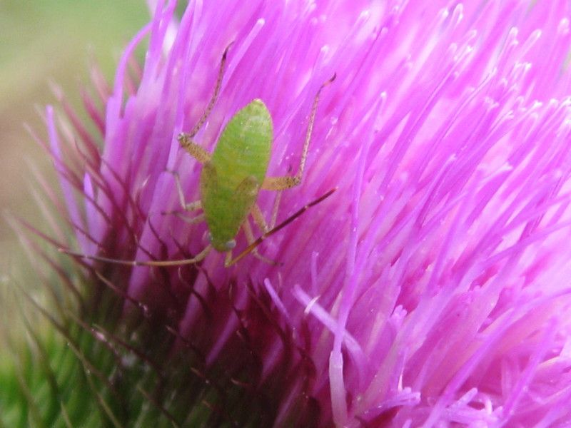 8 - Q-0159L2 - F041.45 - Vigne (muri) - 13 AGO 2010 101.jpg