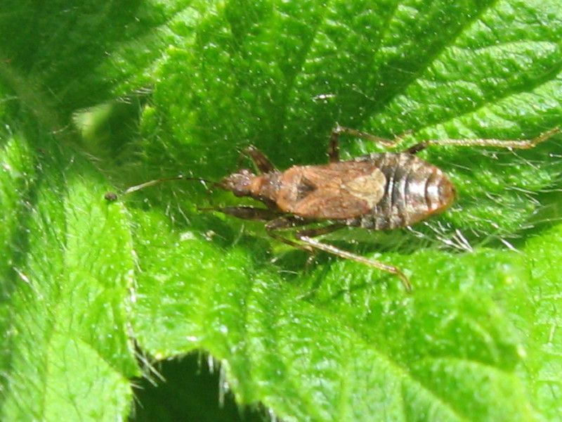 9 - Q-0148 - F031.10 - Staccionata, Buffalora - 19 GIU 2008 092.jpg