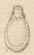 Trissemus olivieri (Raffray, 1871).jpg