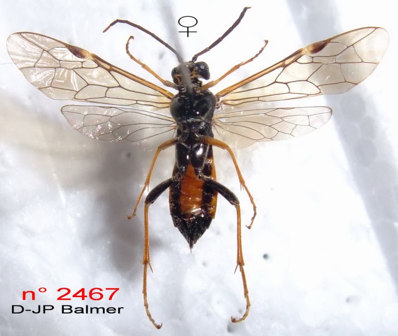 n° 2467 F - ventral - Forum.jpg