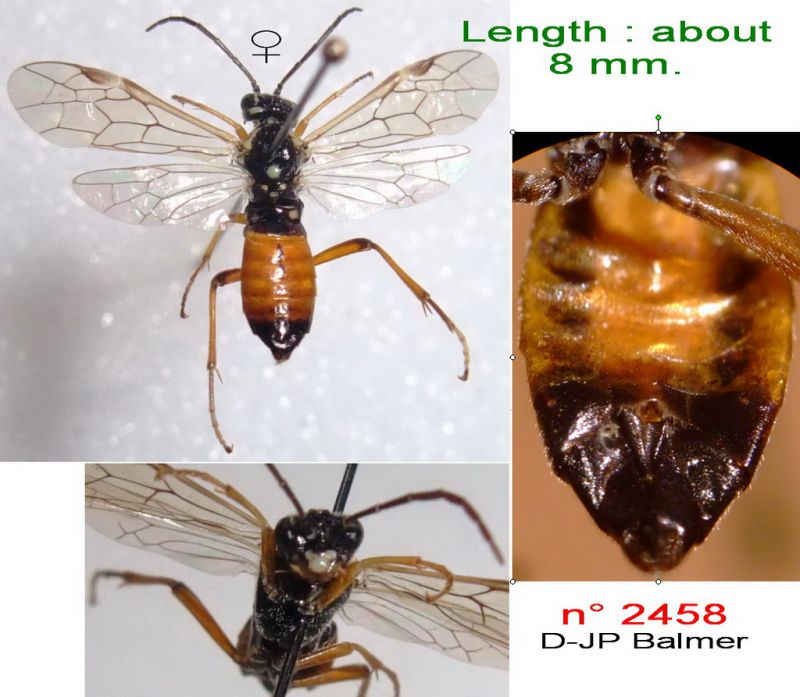 n° 2458 Tenthredopsis aff. stigma F - Forum.jpg