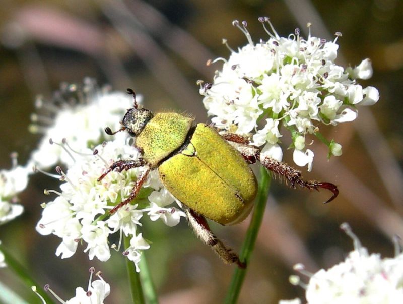 Hoplia.pubicollis_Montimannu01.jpg