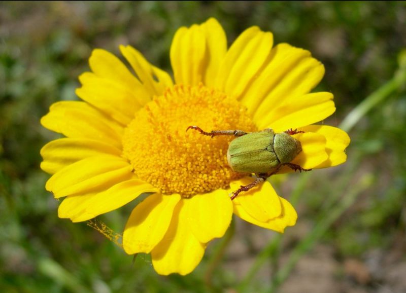 Hoplia.pubicollis_Montimannu.02.jpg