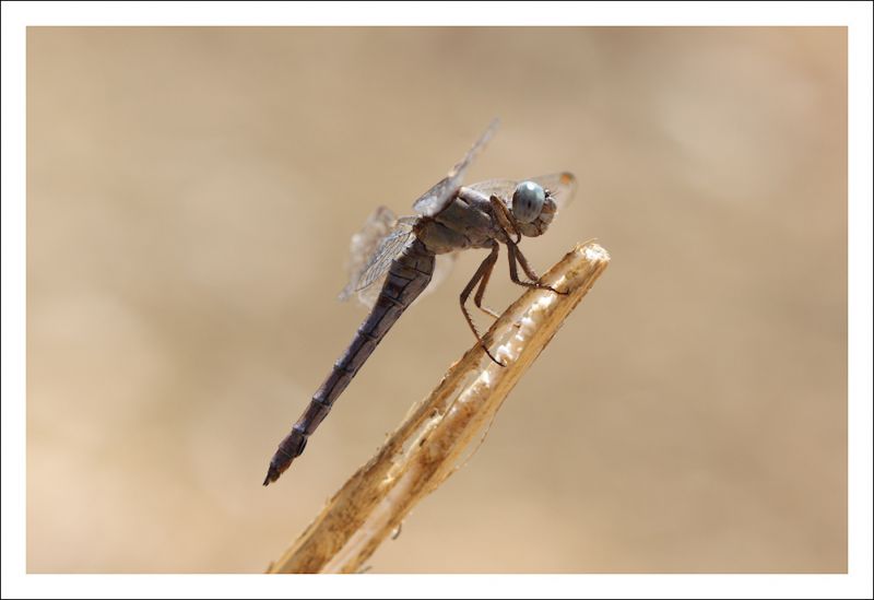Orthetrum nitidinerve 1.jpg