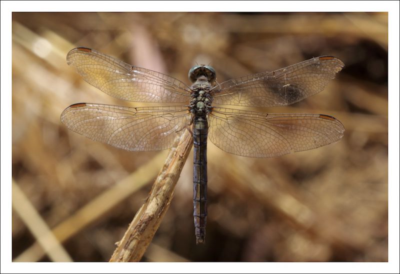 Orthetrum nitidinerve 2.jpg