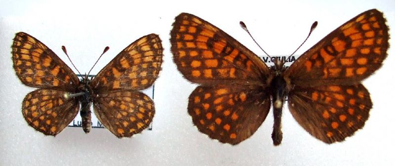 aurelia 007.jpg