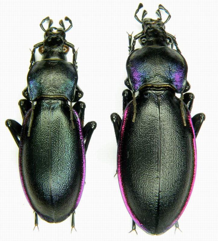 Megodontus germari savinicus - 25-28 mm. - Miane - VIII-2008 Leg. Sandel Franco.JPG