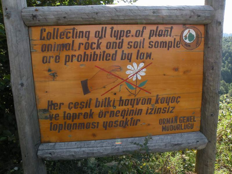 Turkey - Hopa - 25 Agosto 2009.jpg