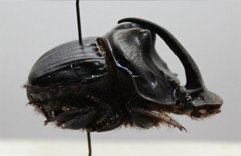 Sulcophanaeus batesi m..JPG