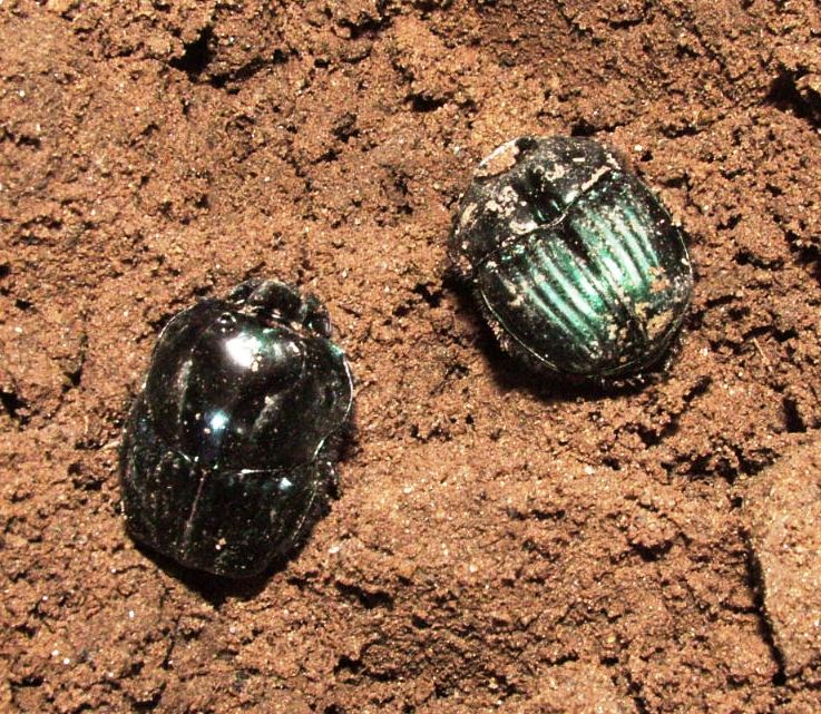 S. batesi (La Carrera Tucumsn ARG 18 I 2008).jpg