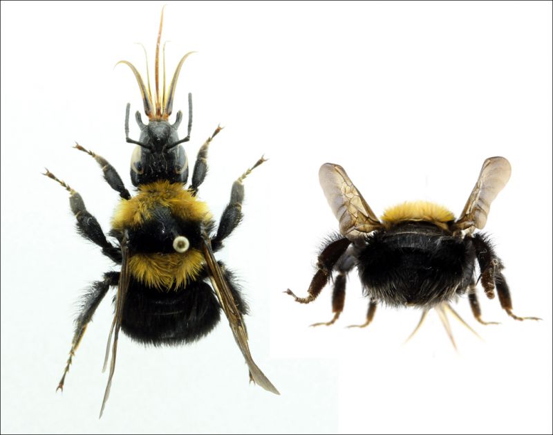Bombus argillaceus - failed queen forum.jpg