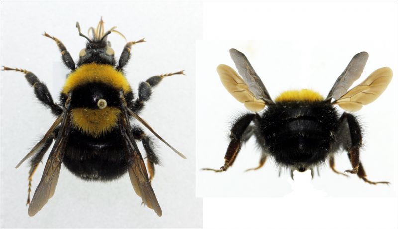 Bombus argillaceus - queen forum.jpg