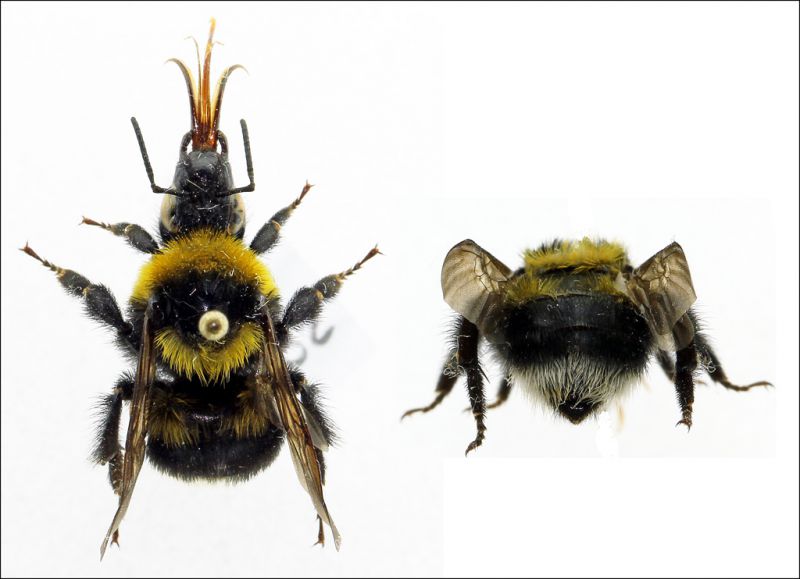 Bombus argillaceus - worker forum.jpg