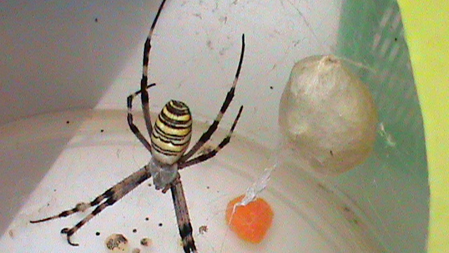 argiope con uova.JPG