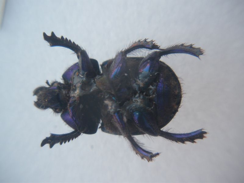 22-8-11 Pozzi (3).JPG