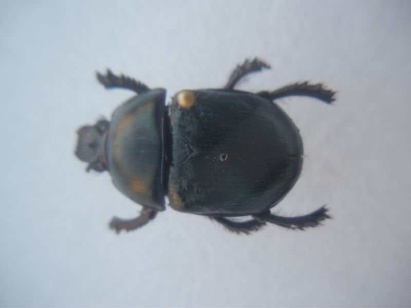 24-7-11 Ventasso (4).JPG